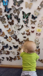 Looking at all of the butterflies. 
